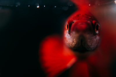红鱼的选择性聚焦摄影